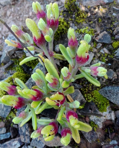 Mesembryanthemum excavatum