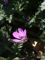 Erodium cicutarium