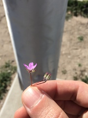 Erodium cicutarium