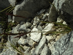 Agrostis muelleriana