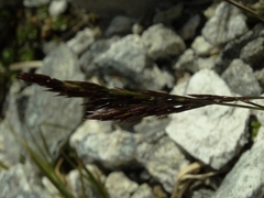 Agrostis muelleriana