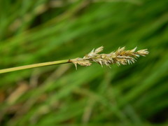 Carex arcta