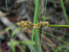 Carex arcta