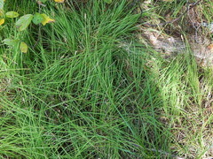 Carex arcta