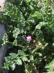 Erodium cicutarium