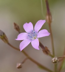 Gilia scopulorum