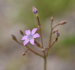Gilia scopulorum