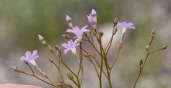 Gilia scopulorum