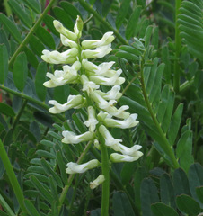 Astragalus pomonensis