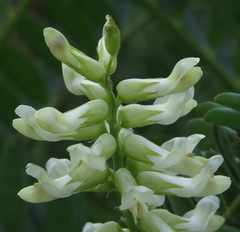 Astragalus pomonensis