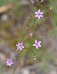 Gilia scopulorum