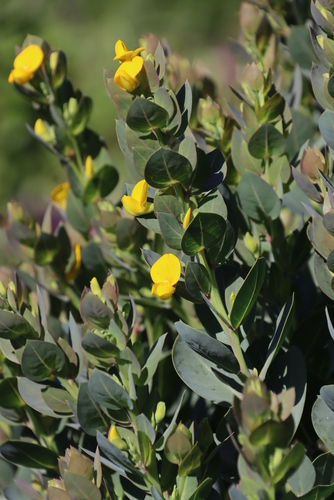 Image of Rafnia triflora by (c) Tony Rebelo, some rights reserved (CC BY-SA)