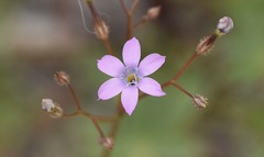 Gilia scopulorum