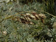 Anthoxanthum cupreum