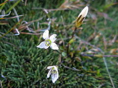 Gentianella grisebachii