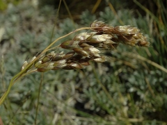 Anthoxanthum cupreum