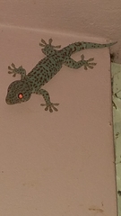 Gekko gecko image