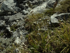 Anthoxanthum cupreum