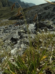 Anthoxanthum cupreum