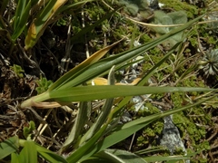 Anthoxanthum cupreum