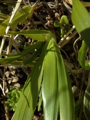 Anthoxanthum cupreum