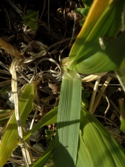 Anthoxanthum cupreum