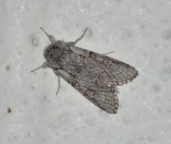 Acronicta tota