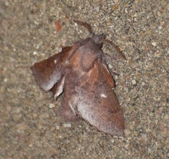 Phyllodesma occidentis