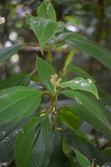 Melastomataceae