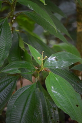 Melastomataceae