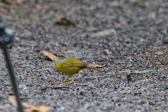 Myiothlypis coronata