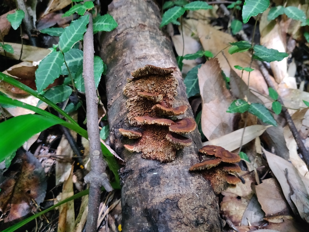 Daedaleopsis confragosa tricolor · October 2023 · photo: © alex_wentworth (iNaturalist, cc-by)