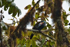 Andigena laminirostris