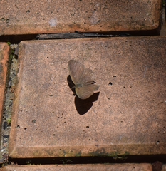 Lepidoptera