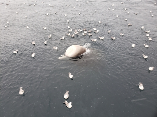 North Atlantic Bottlenose Whale, photo 8 of 10