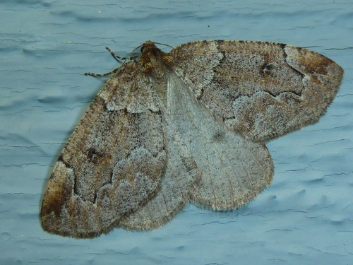 Spodolepis substriataria Hulst, 1896