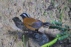 Oreothraupis arremonops