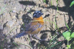 Oreothraupis arremonops