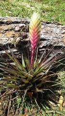 Tillandsia lampropoda