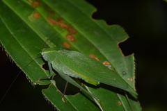 Tettigoniidae