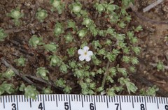 Stylocline gnaphaloides