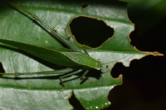 Tettigoniidae