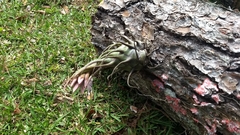 Tillandsia lampropoda