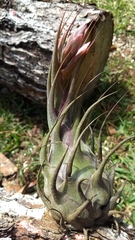 Tillandsia lampropoda