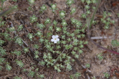 Stylocline gnaphaloides