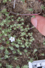 Stylocline gnaphaloides