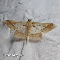 Krananda latimarginaria