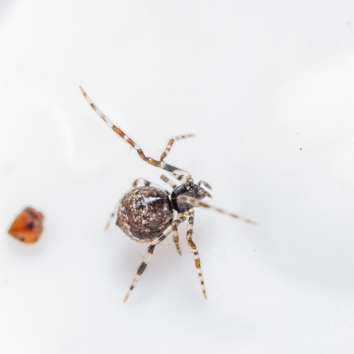 Cryptachaea blattea