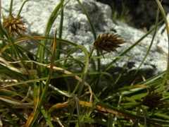 Carex cephalotes