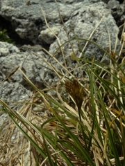 Carex cephalotes